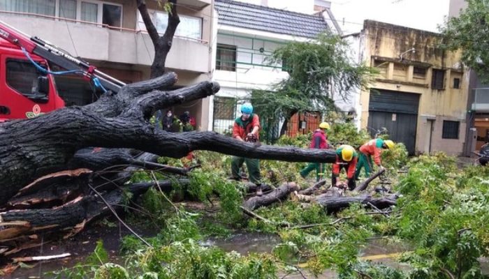 5 árboles caídos por la tormenta en la Comuna 9