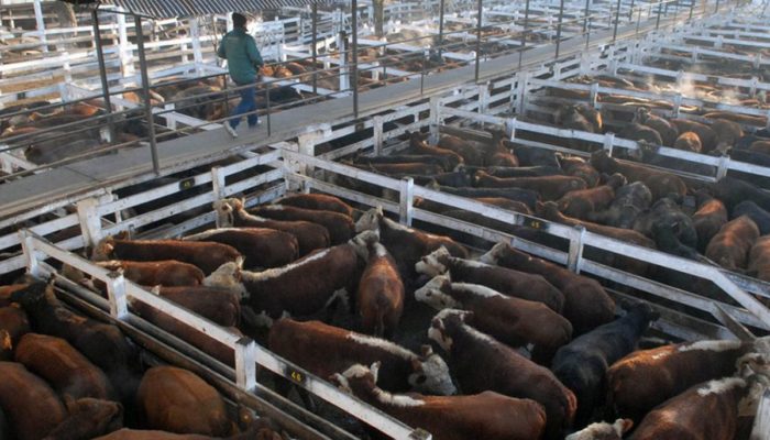 Nueva prórroga del plazo para el traslado del Mercado de Hacienda