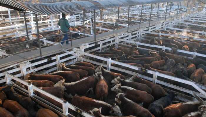 Avanzan las obras para el traslado del Mercado de Hacienda a Cañuelas