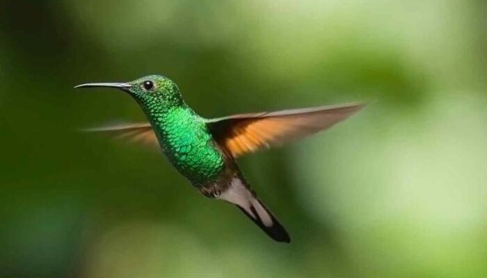 El Picaflor verde, Ave Emblema de la Ciudad