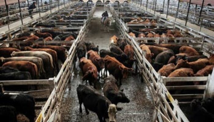Nueva prórroga del plazo para el traslado del Mercado de Hacienda