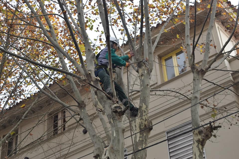 Puede ser una imagen de árbol y al aire libre
