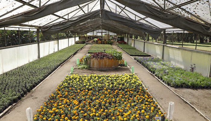 Vivero de Parque Avellaneda: flores, plantas y árboles para calles y plazas