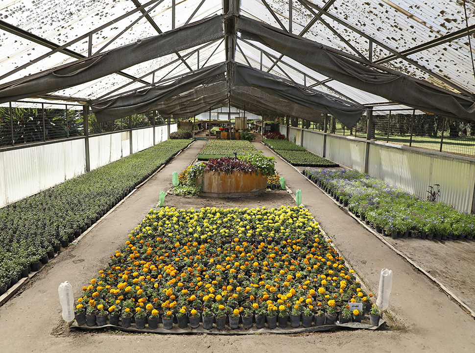 El vivero porteño suma 70 mil flores a las plazas y parques de la Ciudad