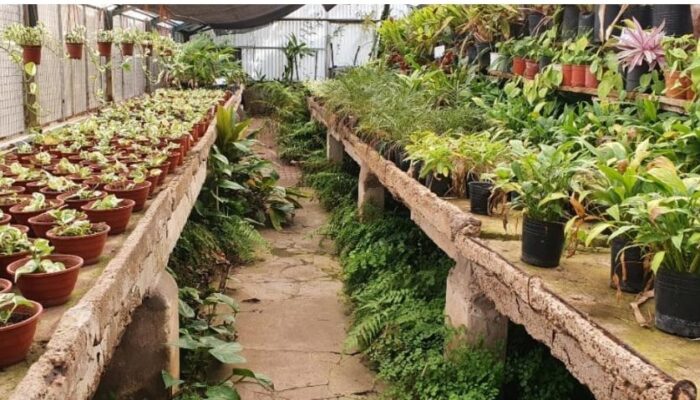 Puesta en valor del Vivero ubicado en el Parque Avellaneda