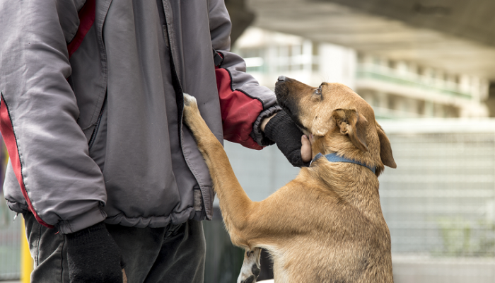 Vacunación antirrábica y adopción de mascotas en Parque Avellaneda