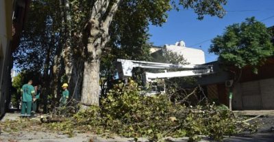 Continúan las tareas de poda lineal en la Comuna 9
