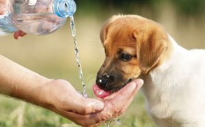 https://defensoria.org.ar/wp-content/uploads/2021/12/Mascotas-Calor.jpg