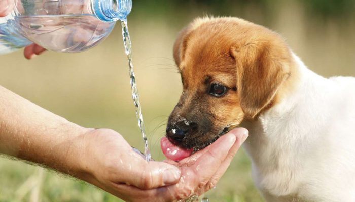 Cuidados para prevenir el golpe de calor en animales