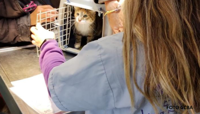 Servicios gratuitos de atención veterinaria en la Comuna 9