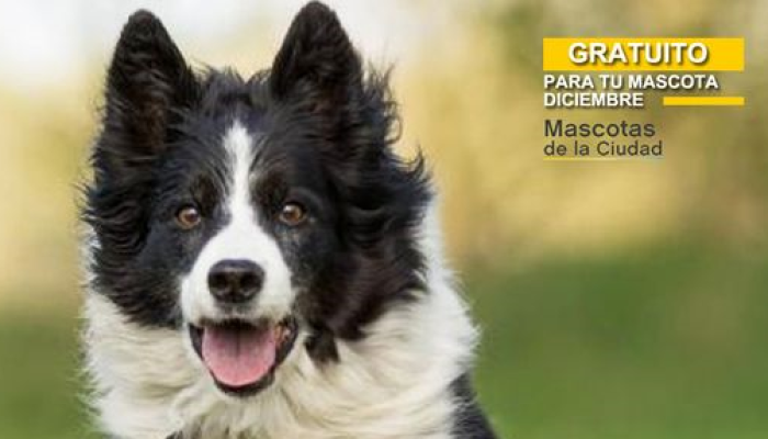 Castraciones gratuitas en Mataderos