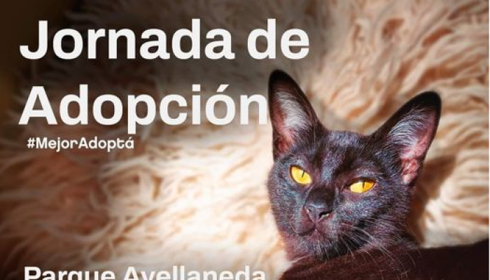 Encuentro por la adopción de perros y gatos