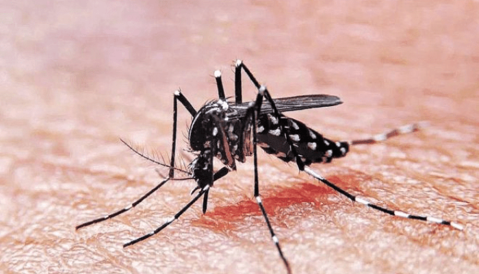 Olas de calor y prevención del dengue en la Ciudad de Buenos Aires