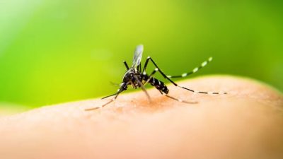 Medidas de prevención del contagio de Dengue
