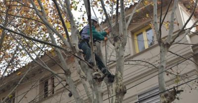 Se realizan tareas de poda lineal en las calles de la Ciudad