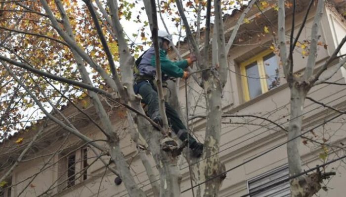 Se realizan tareas de poda lineal en las calles de la Ciudad