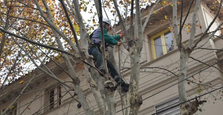 https://aquimataderosonline.com.ar/wp-content/uploads/2021/06/puede-ser-una-imagen-de-arbol-y-al-aire-libre-732x380.jpeg