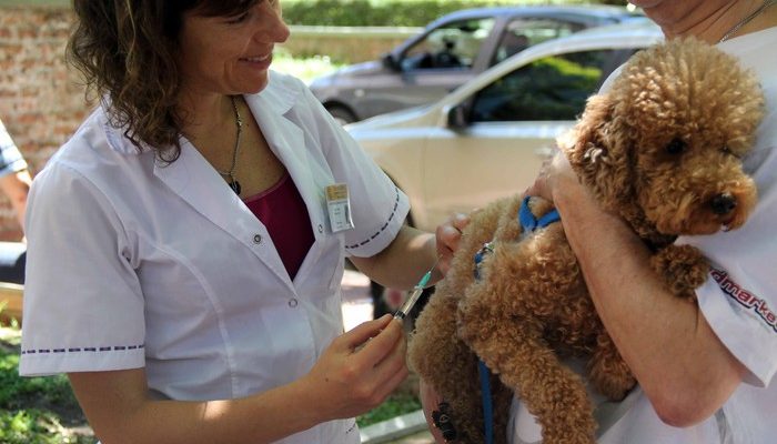 Vacunación antirrábica para perros y gatos en el club Cárdenas