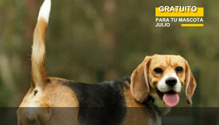 Vacunación antirrábica gratuita en Parque Avellaneda