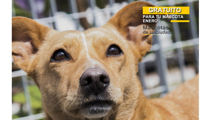 Castraciones de mascotas gratuitas en Mataderos