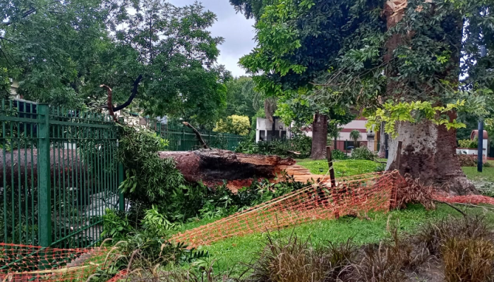 La fuerte tormenta provocó la caída de árboles y ramas y daños en plazas y viviendas