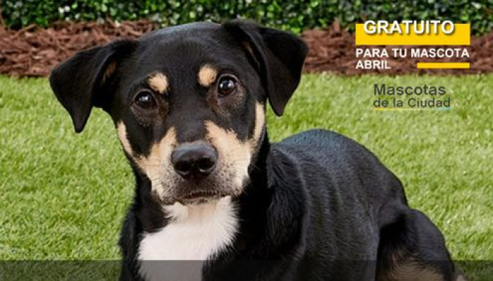 Atención veterinaria y vacunación antirrábica gratuita en Mataderos
