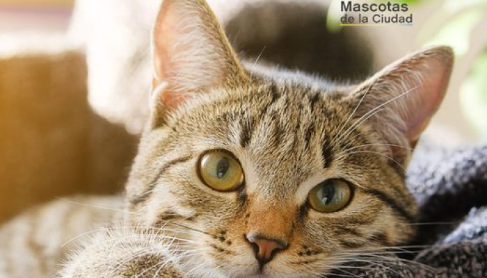 Atención veterinaria y castraciones gratuitas en Parque Avellaneda