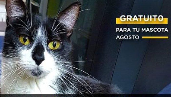 Atención veterinaria y castraciones gratuitas en Mataderos