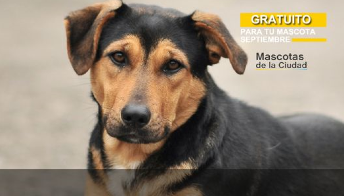 Vacunación Antirrábica Gratuita
