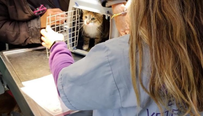Atención veterinaria gratuita en la Plaza de los Mataderos